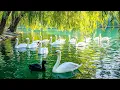 Download Lagu The Beauty of Swan Lake 💖 Relaxation, Harmony, and Deep Healing Energy from Nature 🌿 Stress Relief