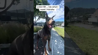 I do what I want ! I’m a princess 🤣😂🐾❤️#fypシ #Fyp #Dream #pets #doberman