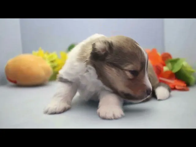 動画