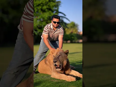 Big Lion in Lazy Mood | Nouman Hassan