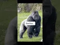 What Animals Look Like With Down Syndrome