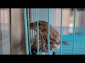 Atti: A finch's tale