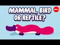 A year in the life of one of Earth s weirdest animals - Gilad Bino