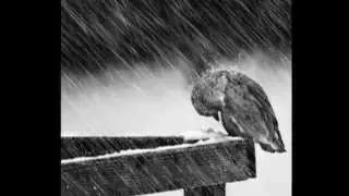 عصفور فى ليل المطر حنان ماضي 