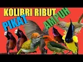 Download Lagu CUKUP 1 MENIT SAJA MP3 suara pikat semua jenis burung Kolibri