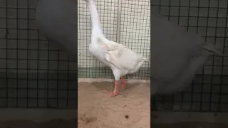 وز جوز نادر دندنها