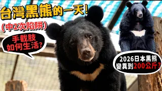 【從零開始養】台灣黑熊的一天(截肢中2次陷阱)?2026年日本黑熊變異200公斤?旅遊遇到熊怎麼辦?手截肢如何生活?台東旅遊演唱會?【許伯簡芝】