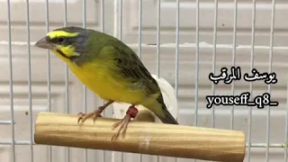 تغريد ياسمين موزمبيق Serinus Mozambicus 