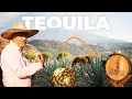 Download Lagu How Tequila Is Made: From Agave Fields to Glass