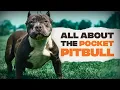 Pocket Pitbull Everything You Need To Know