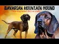 Bavarian mountain Hound New dog breed in crufts 2023 German Dog breed