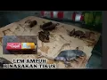 Download Lagu Lem Cap Gajah Cocok Untuk Membinasakan Tikus Dan curut ‼️