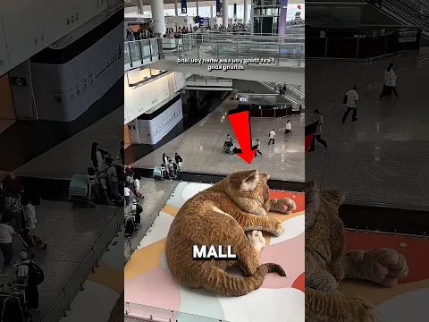 Kucing Raksasa ini Bikin Pencuri Gak Bakal Berani Masik ke Mall ini‼️