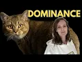 Dominance in cats - it s not what you think
