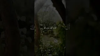 الم تر كيف ضرب الله مثلا محمد صديق المنشاوي سورة ابراهيم 