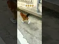 Download Lagu ayam lari pake sepatu,ngakak🤣🤣🤣 #shorts #ayamlucu #funny #animals #ngakak #kocak #yearofyou