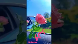 بمبي   سعاد حسني دندنها