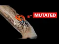 Download Lagu The Mutated Animals of Chernobyl