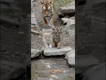 Download Lagu Tiger Cub Teaching a Kitten the Way of the Wild While Mom Watches Proudly