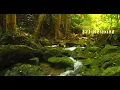 Relaxing Guitar Music - Acoustic - Calming Music for Stress Relief, Studying