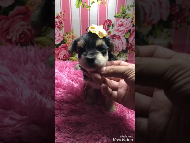 動画
