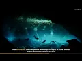 Decoding Nature s Code A Deep Dive Into Animal Behavior Patterns and Their Significance Everythin