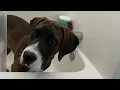 Pet friendly Myrtle Beach and surrounding areas