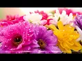 Ed Sheeran Playlist 2024 - Best Songs Collection Full Album - The Best Of Ed Sheeran - Greatest Hits