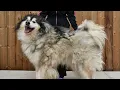 Download Lagu The Most Incredible Grooming Transformation of My ENTIRE Career! | Husky