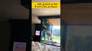غرفة من الزجاج في الغابة  تستيقظ على مخالب الأسد     دندنها