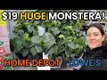 19 HUGE Monstera Deliciosa at Home Depot Big Box Plant Shopping - Lowe s Home Depot Plant Finds