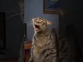 Download Lagu Horror Movie Cat Cliché