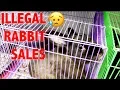 RESCUING BABY BUNNIES BEING ILLEGALLY SOLD