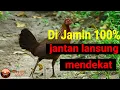 Download Lagu 🔴suara pikat ayam hutan betina terbaru 2022 cocok buat nyanggong@MALLUSAWild