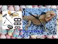 Leash for Bearded Dragon from Amazon