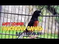 Download Lagu MURAI BATU GACOR FULL ISIAN TEMBAKAN KASAR !!AMPUH MEMANCING EMOSI MURAI BATU AGAR BONGKAR ISIAN