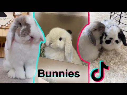 Bunny TikTok Compilation | + Bunny care