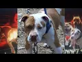 Why did PIT ISLAND KENNEL have problems