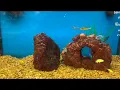 Petco Store