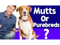 Which is better Purebred or Mixed breeds The Answer is in the DNA