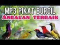 Download Lagu MP3 PIKAT BURCIL ANDALAN TERBAIK UNTUK MIKAT BURUNG LIAR