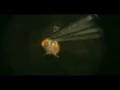 Download Lagu Liqun Luo Lab Presents: Drosophila Brain Dissection Made EASY