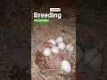 Download Lagu What I Wish I Knew Before Breeding Lovebirds My Top Tips for MAXIMUM Success