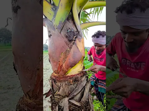 200-Year-Old Fishing Method Using Palm Tree Bark.#shorts #ytshorts