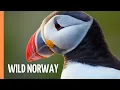 Fjords Fells and Wildlife Exploring Norway Full Documentary