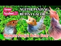Lagu Prenjak Betina Gacor Merangsang Jantan Bunyi