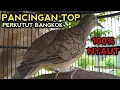 Download Lagu PERKUTUT BANGKOK GACOR SUARA AMPUH UNTUK PANCINGAN PERKUTUT JURAGAN 