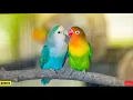 Lagu Kicauan Burung Cinta LOVEBIRD