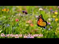 Download Lagu இலங்கை வானொலியில் காலையில் இடம்பெறும் பொங்கும் பூம்புனல் அதன் ஆரம்ப இசை|Pongum Poompunal Title Song