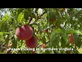 Peach Picking in Northern Virginia Seasonal Pick-Your-Own Peaches Pick ur own peaches U-pick farms